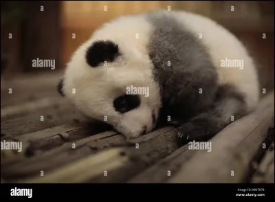 Que fait le panda quand il a un bébé de trop ?