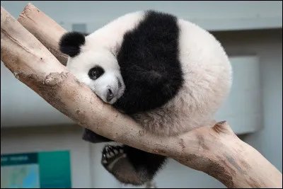Que fait le panda durant ses journées ?