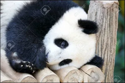 Qu'est-ce qui porte bonheur chez les pandas ?