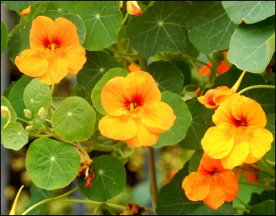 Quelle est cette fleur ?