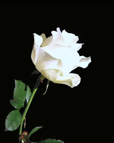 Quelle est cette fleur ?