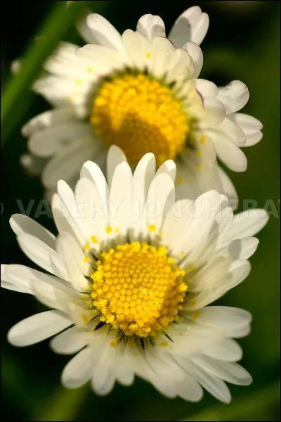 Quelle est cette fleur ?