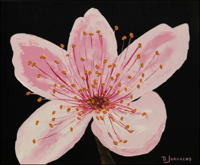 Quelle est cette fleur ?