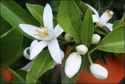Quelle est cette fleur ?
