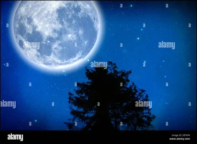 Dans une bande, il y a toujours un chef...