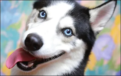 Quel est cet animal ?