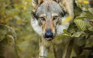Quiz Animaux