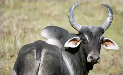 Quel est le nom de ce bovidé ?