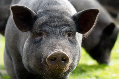 Quel est ce suidé ?