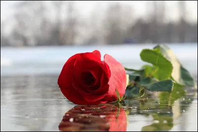 Endeuillant le monde du cinéma, c'est en 2016, qu'il est décédé :