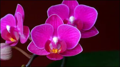 À quelle fréquence faut-il arroser une orchidée ?