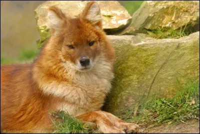 Quel est ce canidé ?