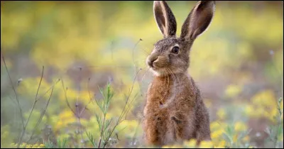 Quelle est cette femelle de la famille des laporidés ?