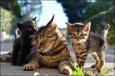 Alors que tu es tranquillement dans la pouponnière avec tes chatons, ton compagnon débarque et t'annonce que le clan de la Pluie a attaqué le camp et qu'il faut que tu t'enfuies. Chacun a chacun un chaton dans la gueule (Belle Noisette vous aide), vous sortez du camp par un passage secret. Une fois dans les bois, ton compagnon et ton amie repartis, tes chatons commencent à avoir peur. Que fais- tu ?
