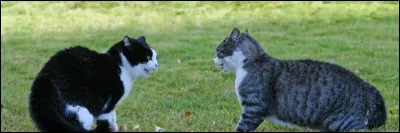 Le lendemain, il a encore disparu. Tu commences à trouver ça louche et racontes le problème à ta meilleure amie, une chatte à qui un chaton avait fugué. Elle te rassure en disant que s'il revient de temps en temps, c'est qu'il tient à toi. Elle ajoute pour elle-même qu'elle aurait tant aimé que Petite Pluie revienne... 
Voyant qu'elle est triste, que fais-tu ?