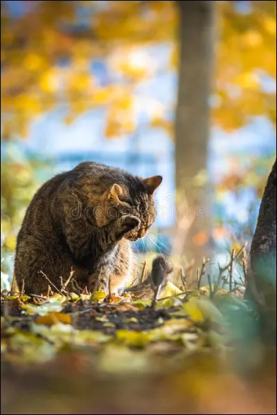 Tu réfléchis à tout ça (tu as du mal à cause de tes deux autres chatons qui courent dans tes pattes) puis comprends quelque chose : si Petit Silence est un messager, c'est qu'il a un message du clan des Étoiles pour toi ! Mais il ne peut pas parler...