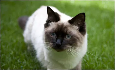 Finalement, tu préviens ton guérisseur (Cur de Millefeuille) qui te dit que c'est rare mais que tu es peut-être une chatte ''nomitive''. Il t'explique que ça signifie que les noms que tu donnes auront un impact sur le futur. Ta réaction immédiate est...