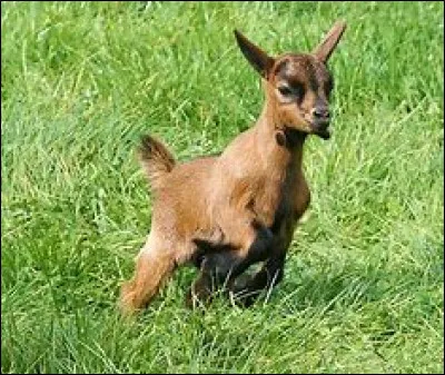 Quelle est cette race ?