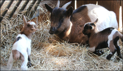 Combien de temps dure la gestation de la chèvre ?