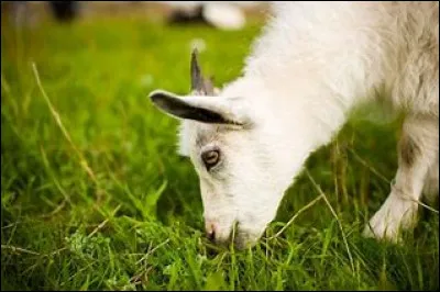 Peut-on donner de l'herbe tondue à ses chèvres ?