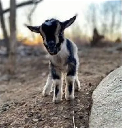 À quel âge le chevreau commence-t-il à manger des aliments concentrés et du foin, de l'herbe ?