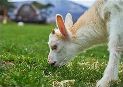 À quel âge le chevreau est-il sevré ?