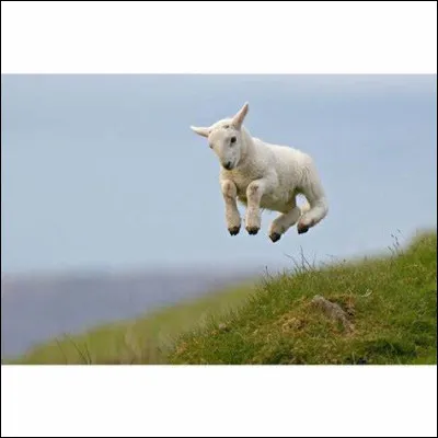 Que peut-on apprendre à ses chèvres ?