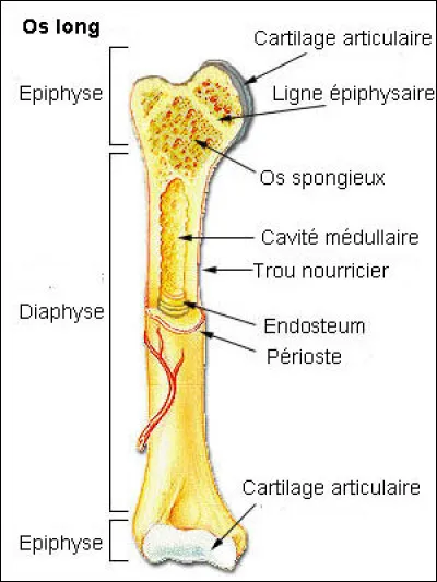 Dans quelle partie du corps humain trouve-t-on le plus d'os ?