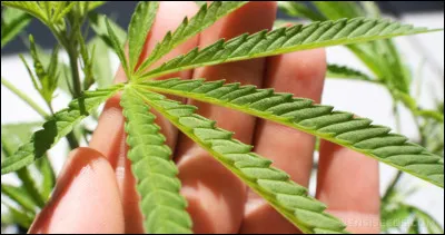 "Je veux fumer de l'herbe de qualité / Boucher le trou de la sécu en fumant mon tard-pé / Ne plus transpirer à chaque contrôle d'identité / Qu'on arrête de m'considérer comme un drogué...". 
Qui chante "La Main verte" en 1998 ?