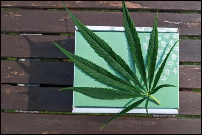 Quelle molécule est le constituant majeur du cannabis ?