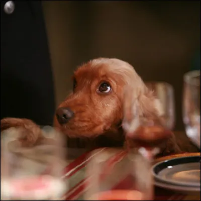 À quel film ce chien a-t-il donné son nom ?