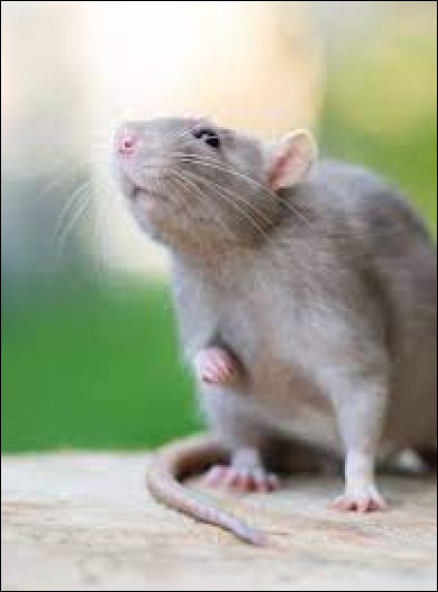 Quelle est la durée de vie du rat domestique ?