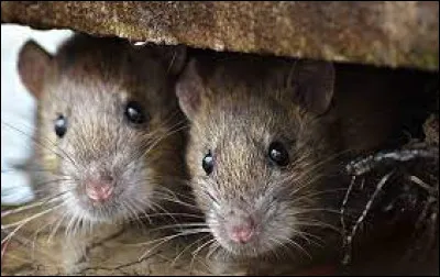 Que signifie l'expression : "Voir des rats dans la tête" ?