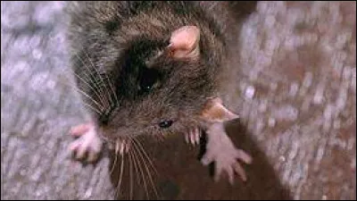 Comment se nomme le rat qu'adopte Dr. House ?