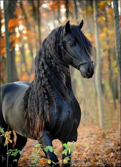 La peau de la famille des noires est...