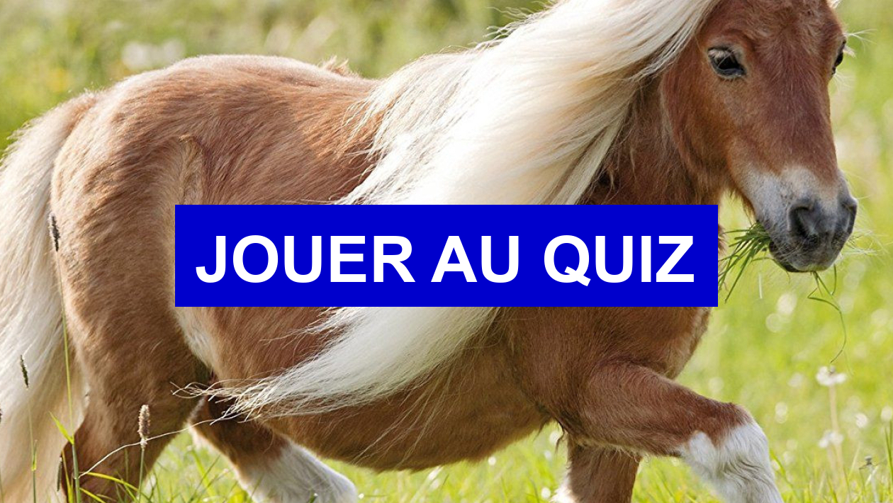 Quiz Révise ton Galop 1 (les robes des chevaux) ! Equitation