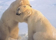 Quiz 5 infos sur... l'ours polaire