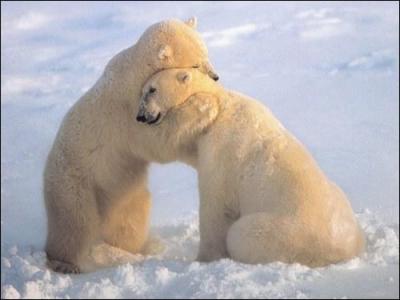 L'ours polaire est le seul ours...