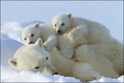 Sous sa foururre blanche, ...