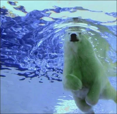 Ce qui lui permet de ne pas glisser sur la glace, ...