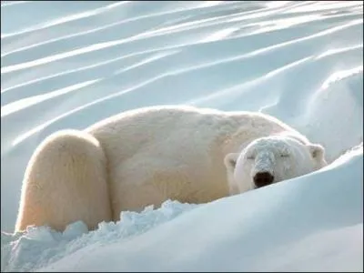 Pour piger les phoques, il se fond avec le blanc de la neige, en...