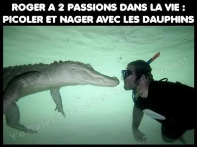 Où peut-on nager avec des dauphins en liberté en France ?