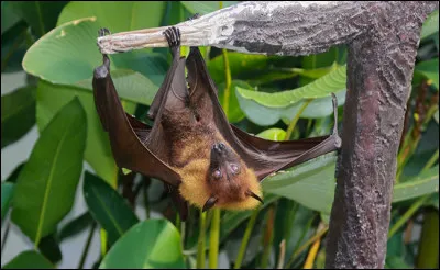 Animaux : Le renard volant des Philippines est la plus grande esp&egrave;ce de chauve-souris au monde. Quel est son r&eacute;gime alimentaire ?