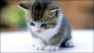 Jusqu'à quel âge peux vivre un chat ?