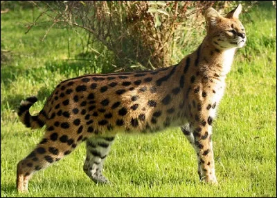 Dans quel pays est apparu le premier chat ?