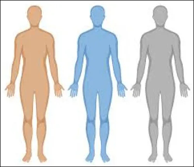 Où peut-on trouver un voile dans le corps humain ?