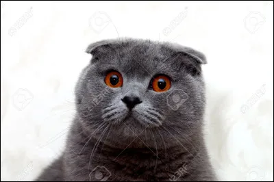 Quelle race de chat est la plus chère et rare au monde ?