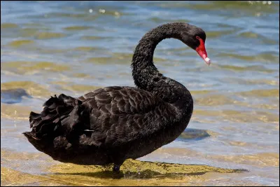 Quel est l'emblème du Cygne Noir ?