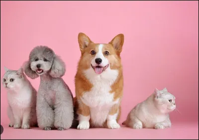 Ensuite, quel est ton animal préféré ?