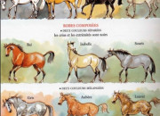 Test Quel cheval te correspond ?
